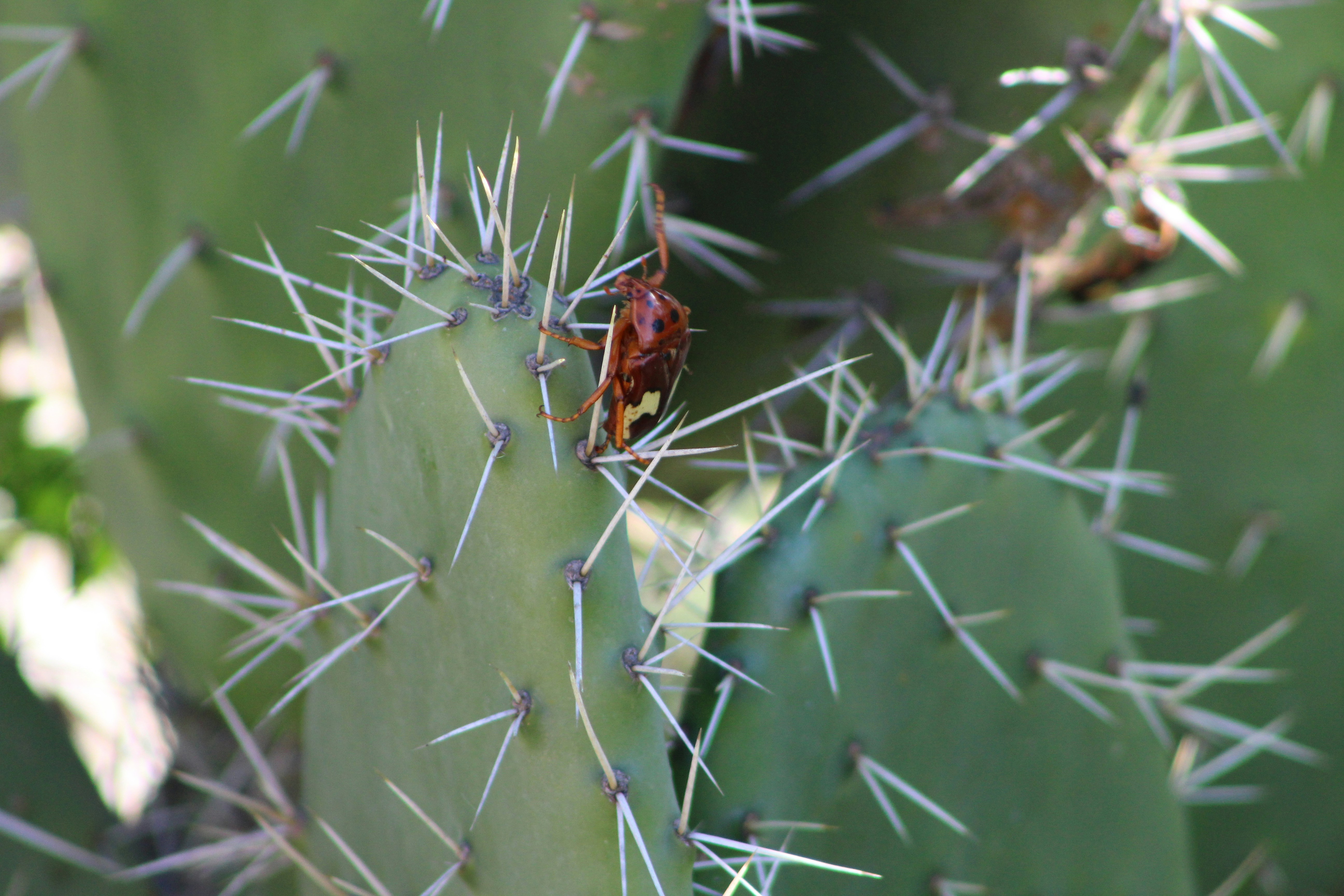 photo 1678380768962 d2e6bdafc633?crop=entropy&cs=tinysrgb&fit=max&fm=jpg&ixid=M3w1MjQ0NjR8MHwxfHNlYXJjaHw3fHxQZXN0JTIwQ29udHJvbCUyMFNlcnZpY2UlMjBCdWxsaGVhZCUyMENpdHklMjBBcml6b25hfGVufDB8MHx8fDE3NjAzMjA3MDN8MA&ixlib=rb 4.1