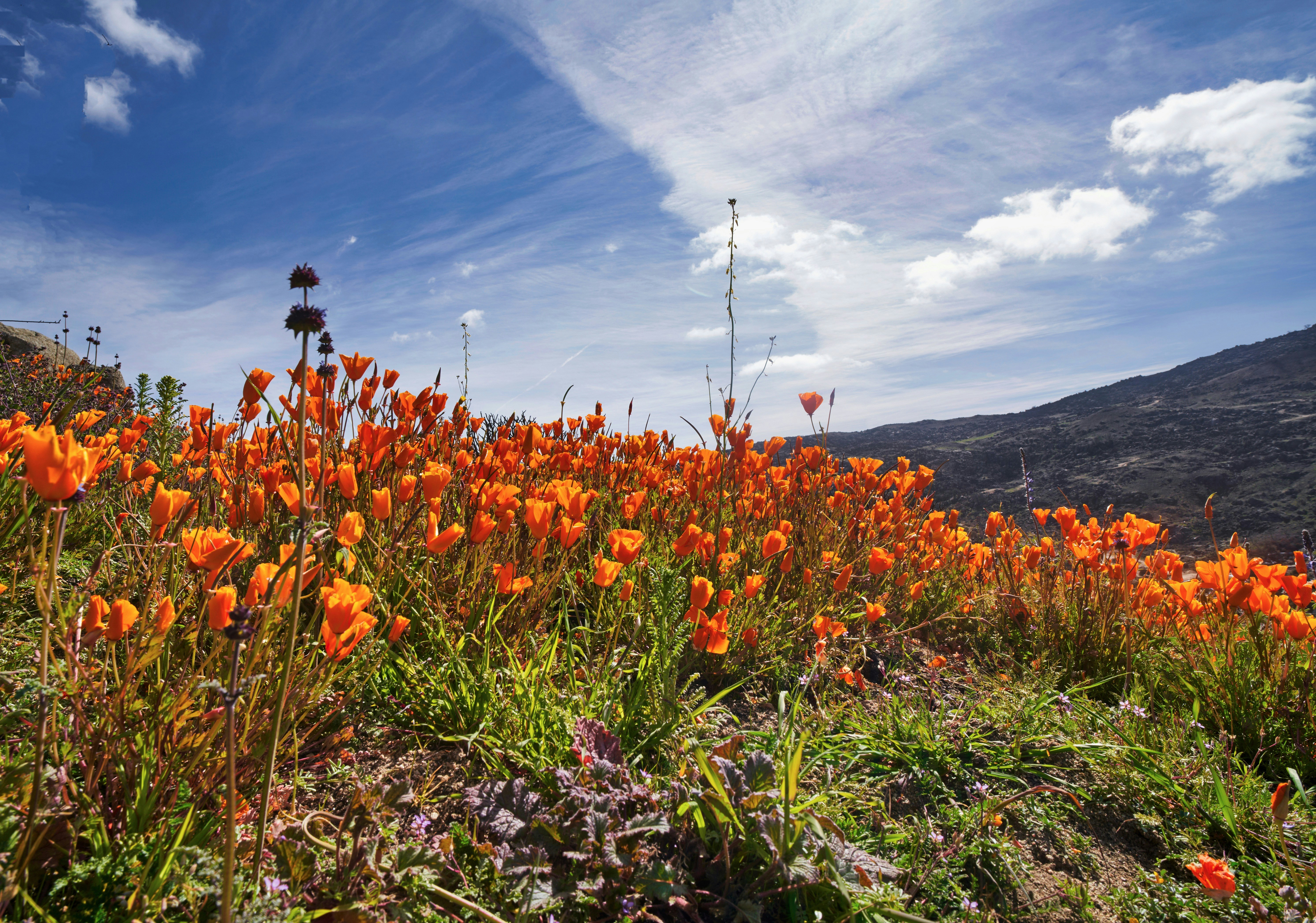 What Exactly Is a Wildflower Superbloom? - wildflower superbloom season