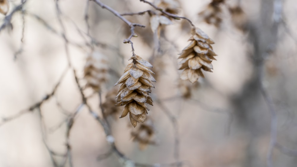 a tree branch with a bunch of cones hanging from it