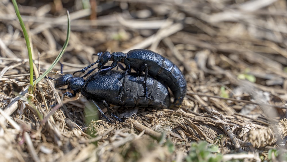 a black bug crawling on the ground in the grass