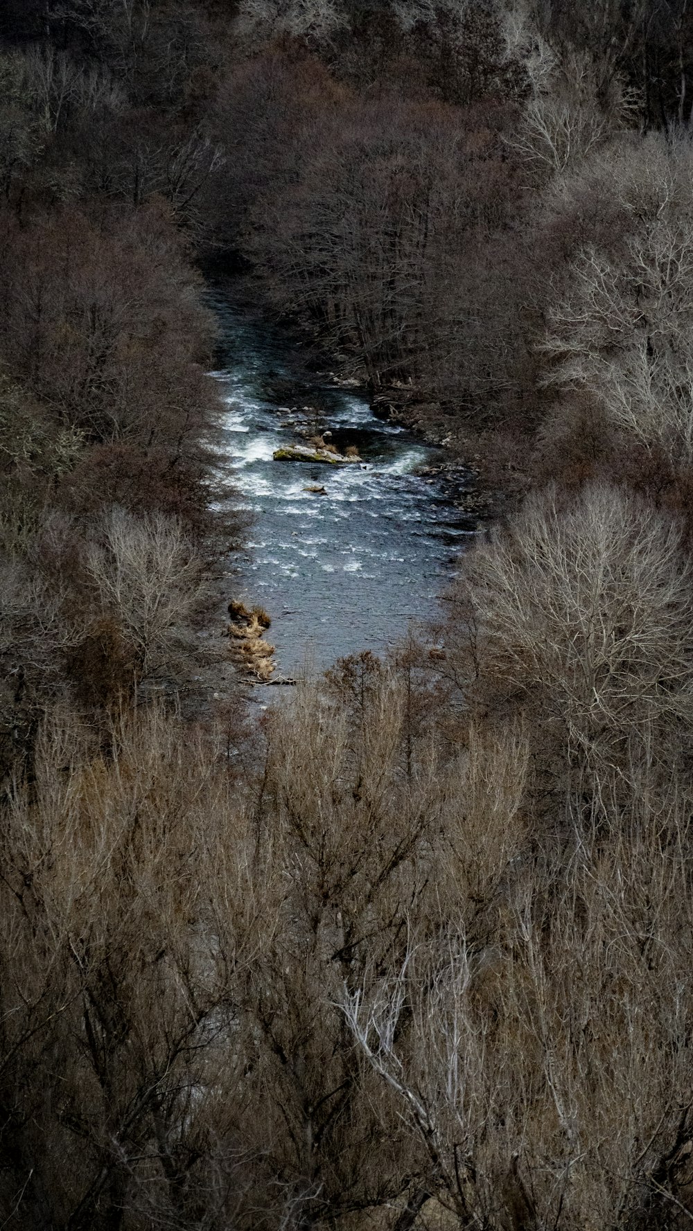 a river running through a forest filled with trees