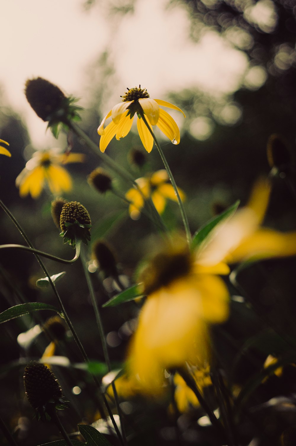 a field of yellow flowers with trees in the background