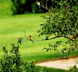 A vibrant image showcasing various bird species in their natural habitat.