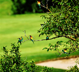 Colorful bird species perched on acacia branches at sunrise.