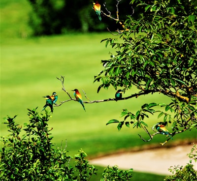 A close-up of colorful birds perched on branches in an Indian wildlife sanctuary.