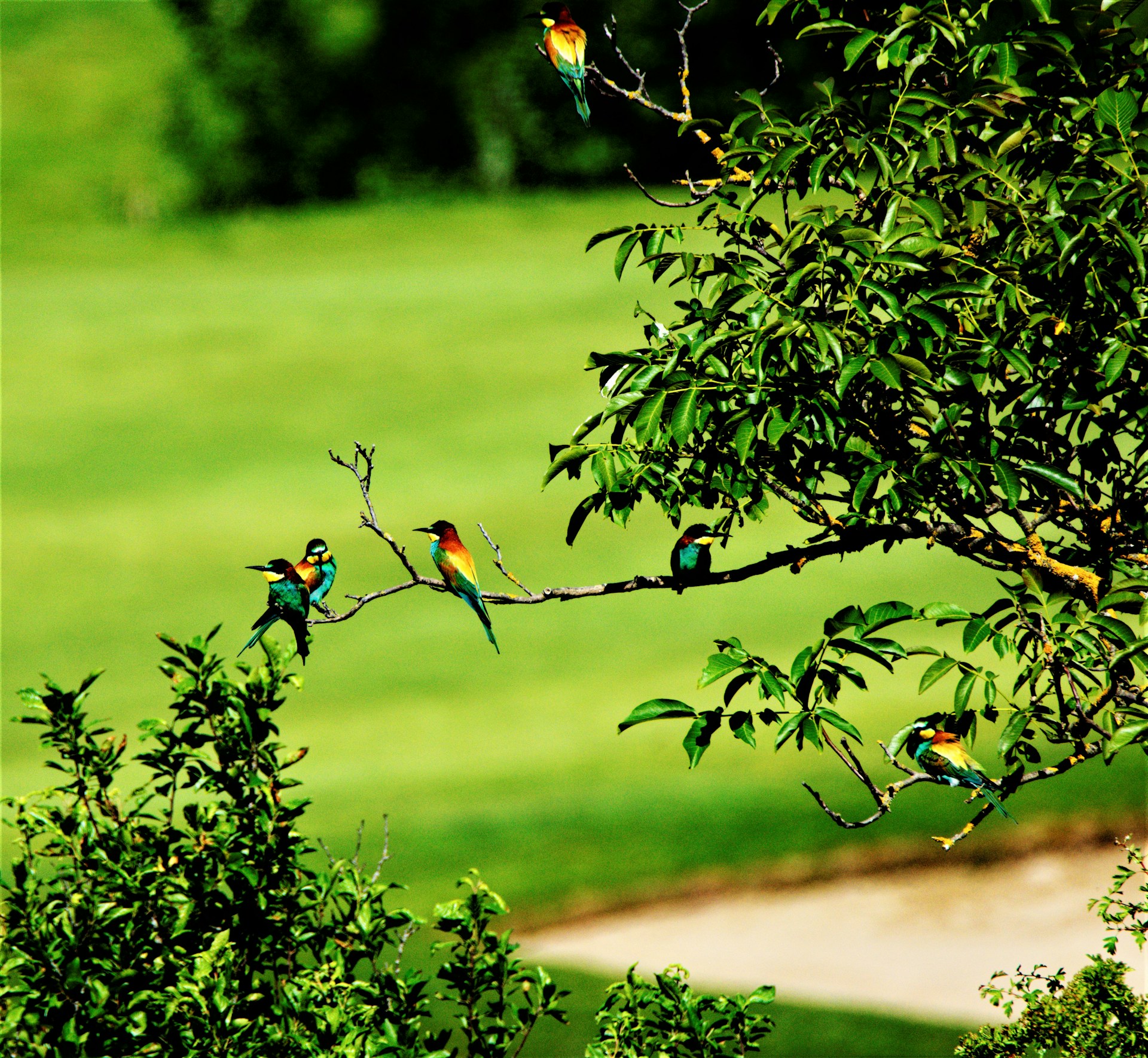 Close-up of colorful birds perched on branches during a peaceful birdwatching adventure organized by Aerowise Travels & Tours.