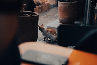 A small cat with white and orange fur is sitting next to large potted plants on a stone patio. The background is slightly out of focus, emphasizing the cat and the pots. The image has a warm, muted color palette with a soft, gentle ambiance.