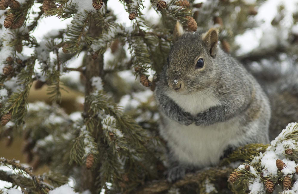Ein Eichhörnchen sitzt in einer Kiefer