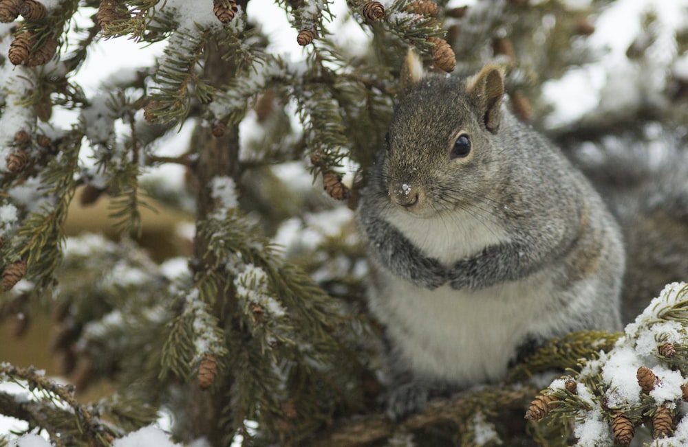 a squirrel is sitting in a pine tree