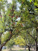 A lush orchard featuring numerous trees laden with ripe apples. Sunlight filters through the dense canopy, casting dappled shadows on the grass below. The scene is vibrant with thriving leaves and abundant fruit, creating a sense of natural abundance.