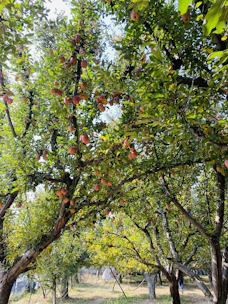 A thriving orchard with healthy trees and sustainable farming practices in action.