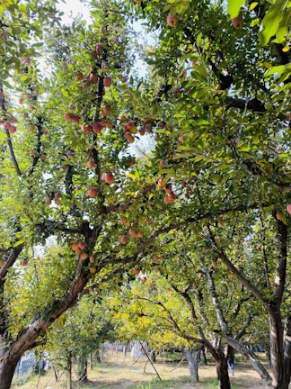 A lush orchard featuring numerous trees laden with ripe apples. Sunlight filters through the dense canopy, casting dappled shadows on the grass below. The scene is vibrant with thriving leaves and abundant fruit, creating a sense of natural abundance.