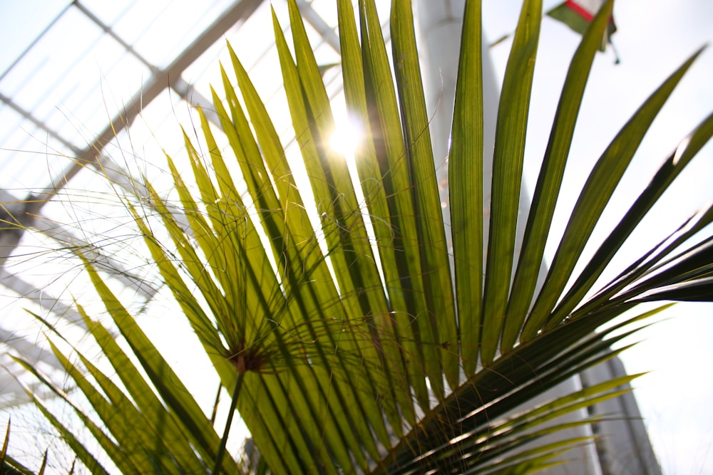 the sun shines through the leaves of a palm tree