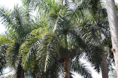 Diseño de jardines y proyectos tropicales en Canarias
