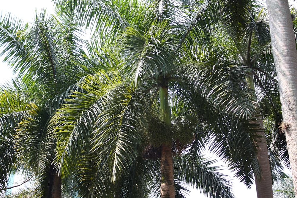 a group of palm trees with a sky background