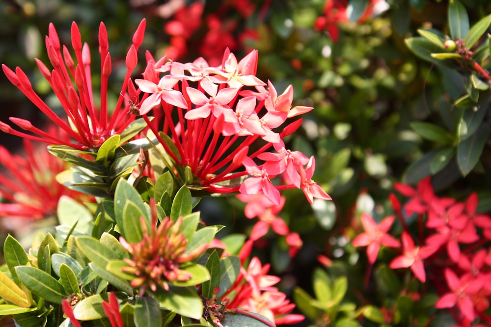 a bunch of red flowers that are on a bush