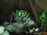 A glass terrarium displays a variety of succulents on a bed of white pebbles. The central succulent is surrounded by small patches of moss and decorative stones. The terrarium is accompanied by additional potted succulents, all placed against a muted background.