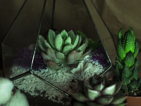 A glass terrarium displays a variety of succulents on a bed of white pebbles. The central succulent is surrounded by small patches of moss and decorative stones. The terrarium is accompanied by additional potted succulents, all placed against a muted background.