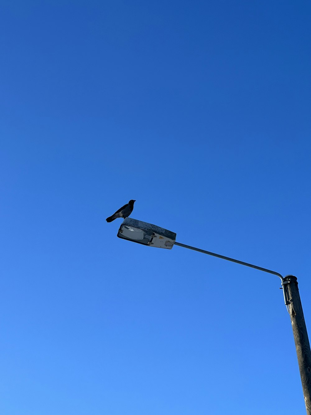 a bird sitting on top of a street light