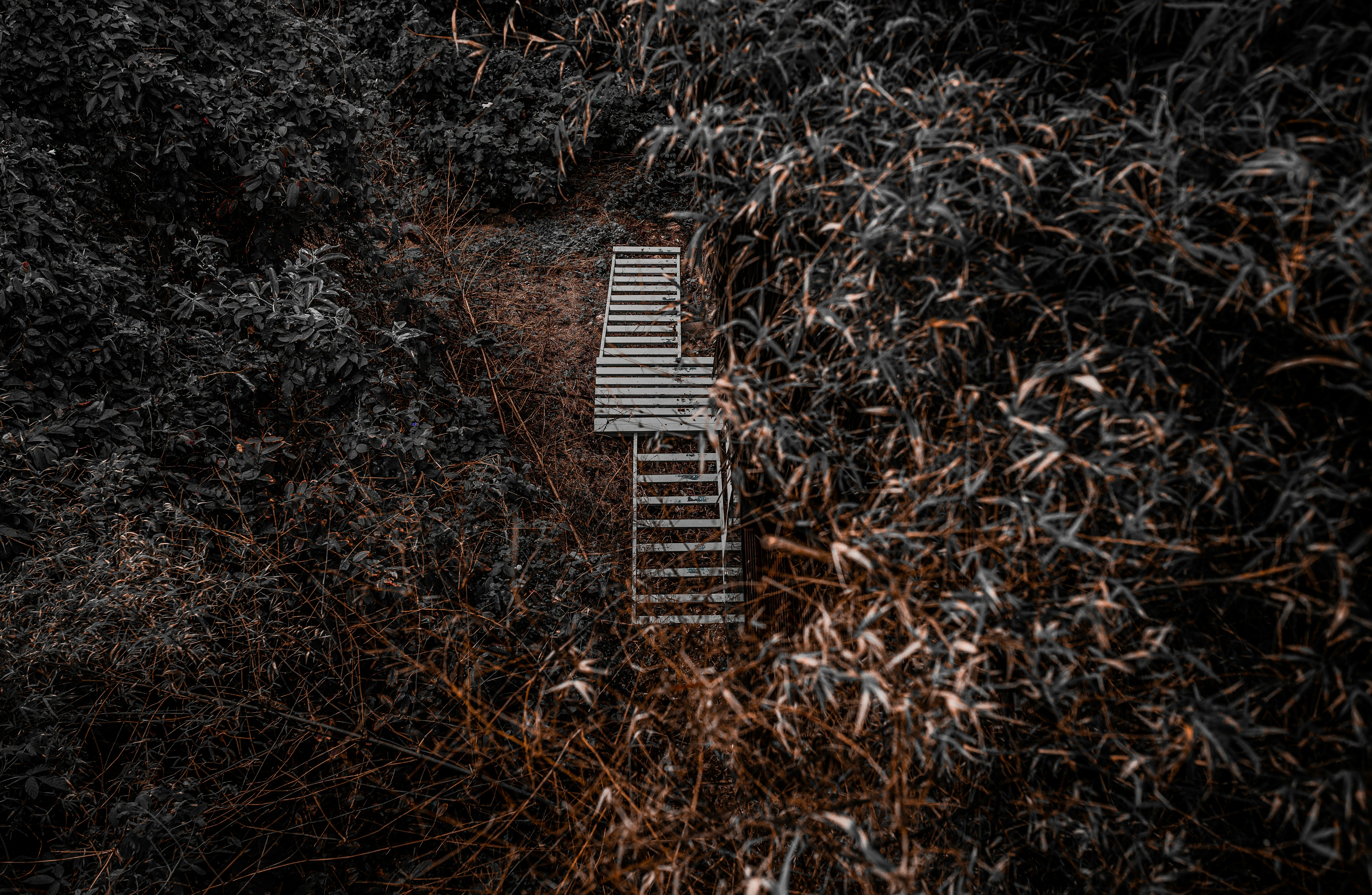 a ladder leading up to the top of a tree