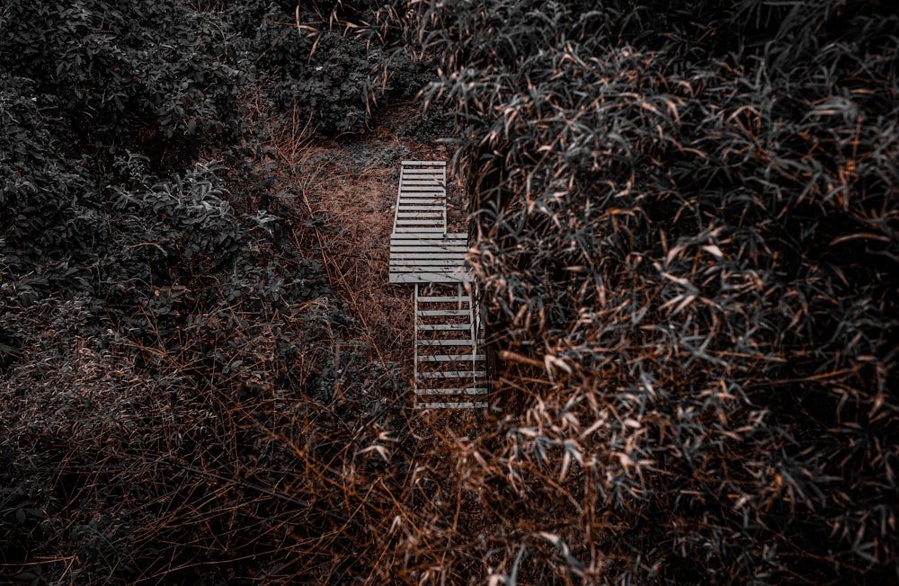 a ladder leading up to the top of a tree