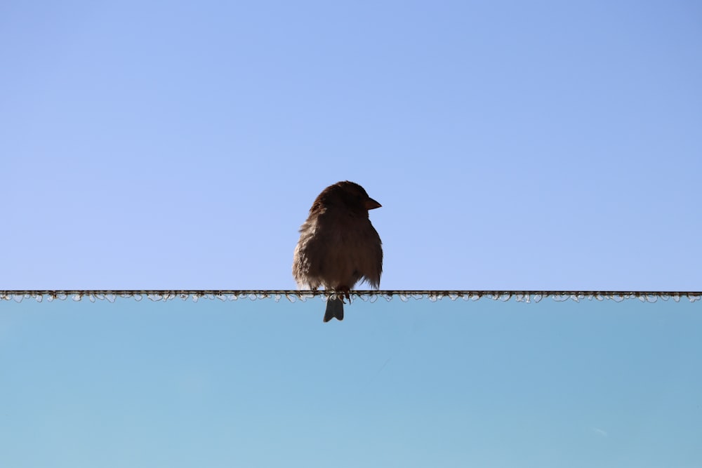 a brown bird sitting on top of a roof