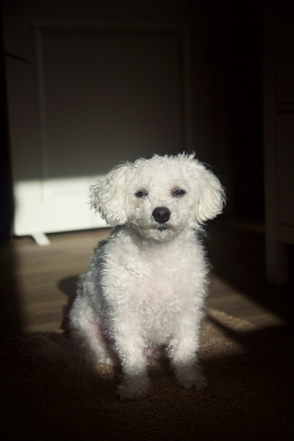 a small white dog sitting on top of a floor