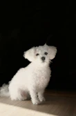 A fluffy caniche puppy sitting attentively on a wooden floor.