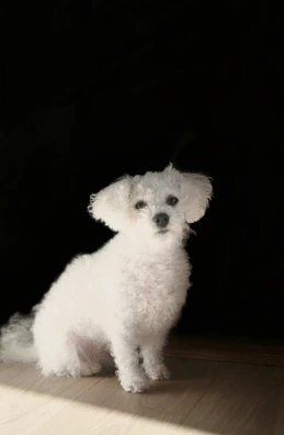 A fluffy caniche puppy sitting attentively on a wooden floor.