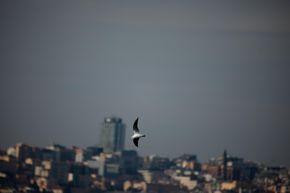 a bird flying over a city with tall buildings