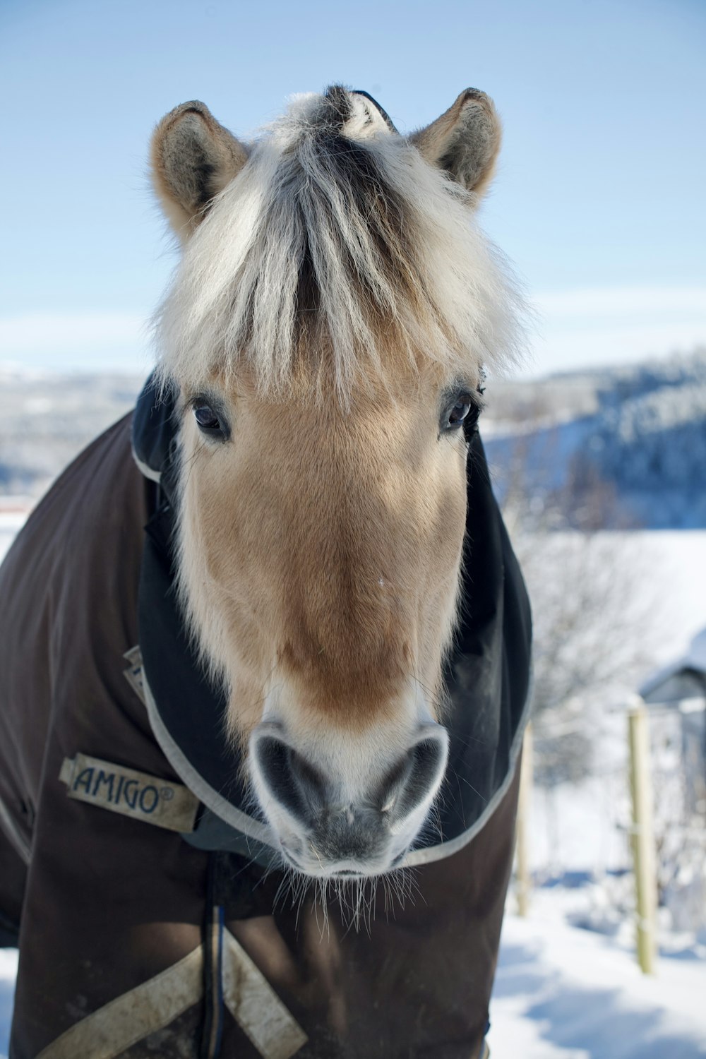 a horse wearing a jacket in the snow
