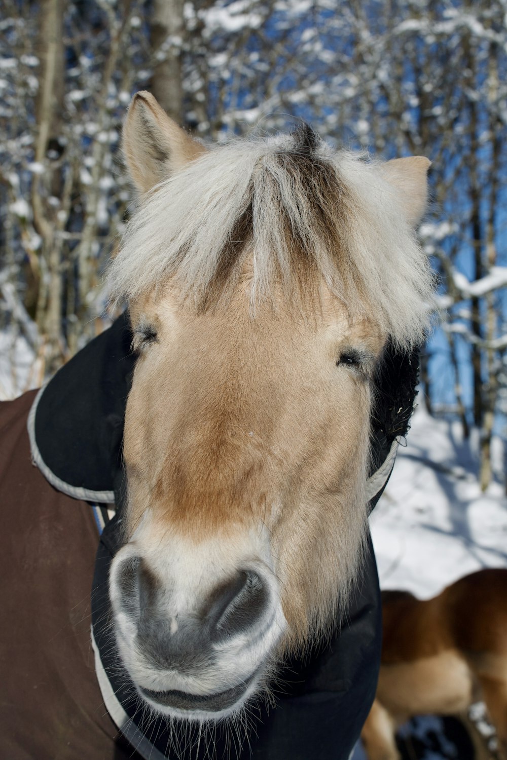 a brown horse wearing a black jacket in the snow