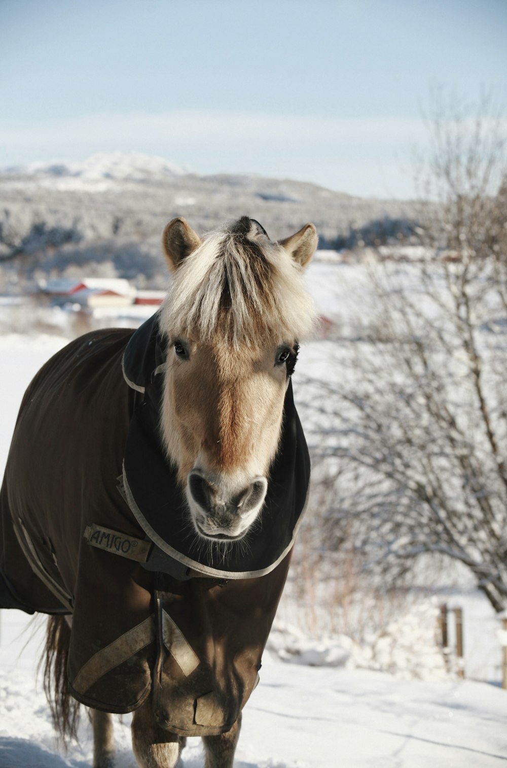 a brown horse wearing a black jacket in the snow