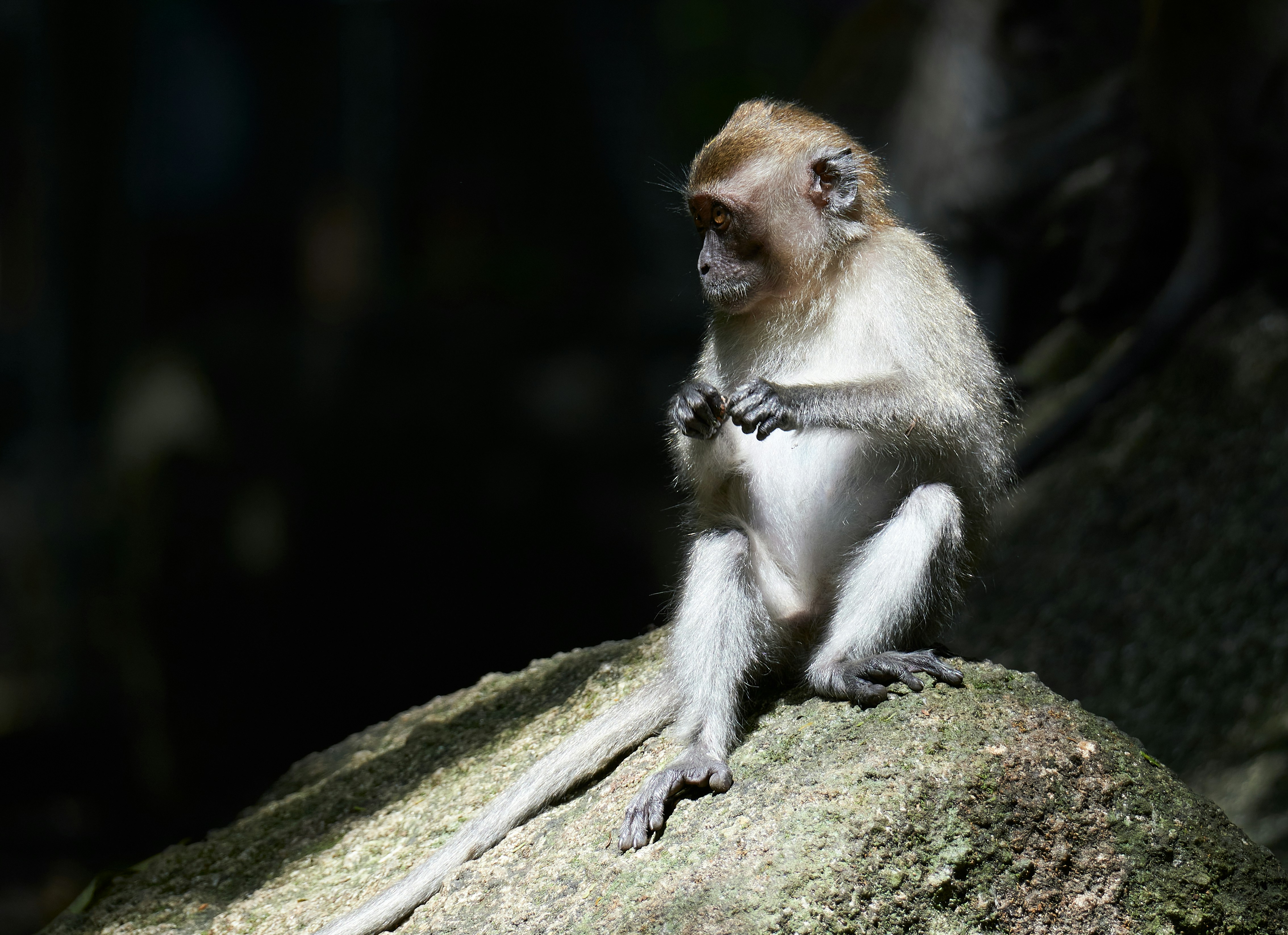 a monkey sitting on top of a rock