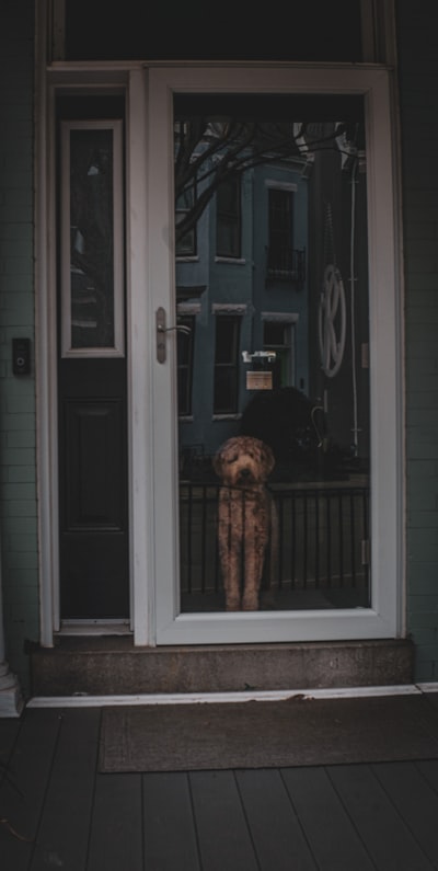 A dog standing alone behind a glass door, the classic separation anxiety setup the article addresses
