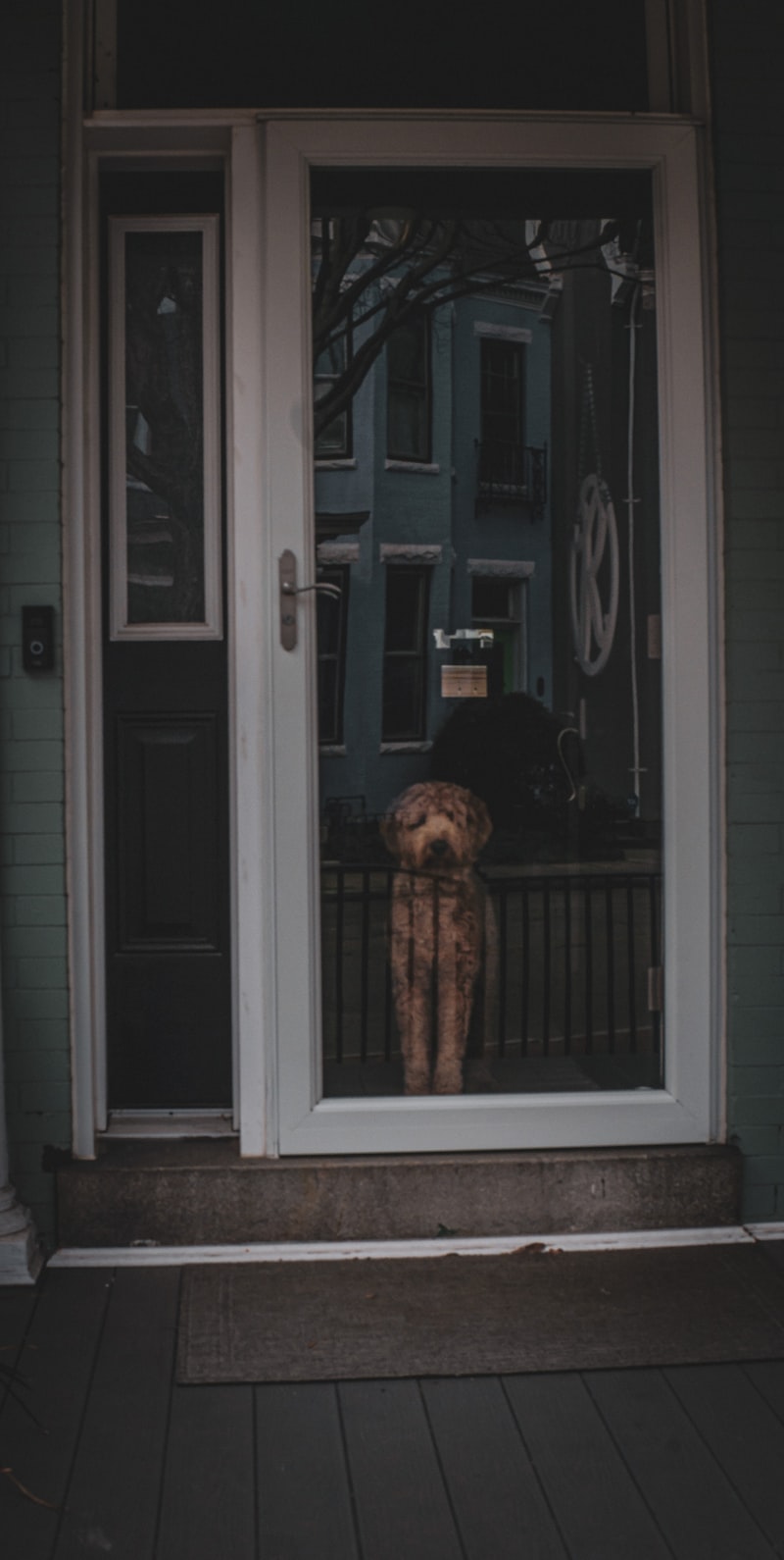 Puppy Separation Anxiety: Prevention and Treatment Guide