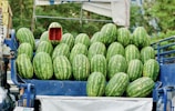 A blue vehicle loaded with numerous large watermelons, neatly stacked on top of each other. One watermelon is cut open, revealing its bright red interior. The background features green foliage, indicating an outdoor setting.