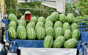 A blue vehicle loaded with numerous large watermelons, neatly stacked on top of each other. One watermelon is cut open, revealing its bright red interior. The background features green foliage, indicating an outdoor setting.