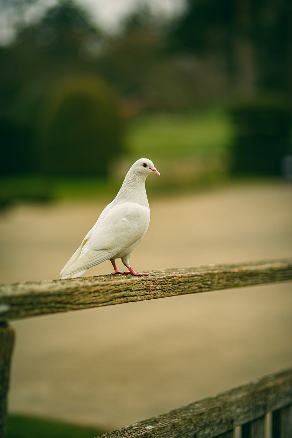 a white bird sitting on a wooden rail