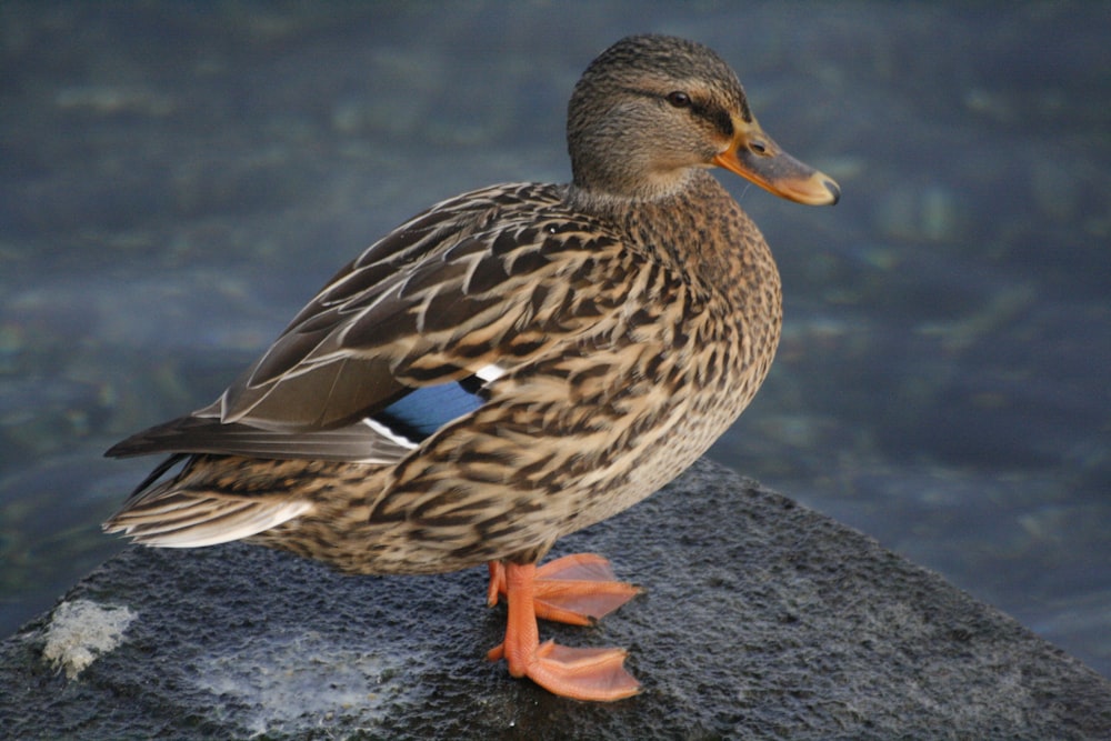 a duck is standing on a rock by the water