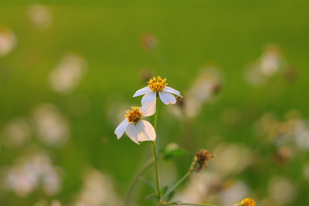two white flowers in a field of green grass