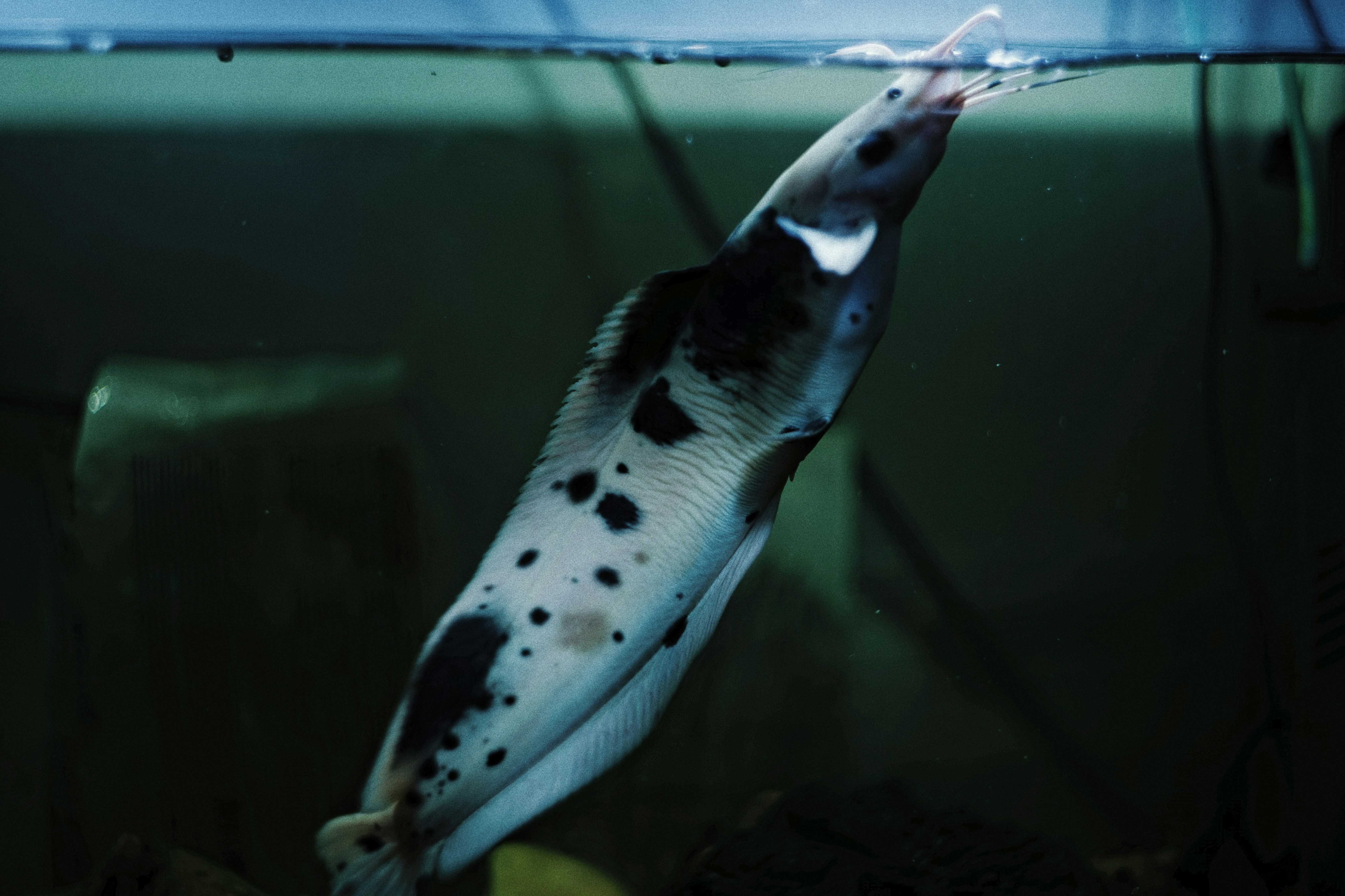 Haitian Cichlid - Black Nasty