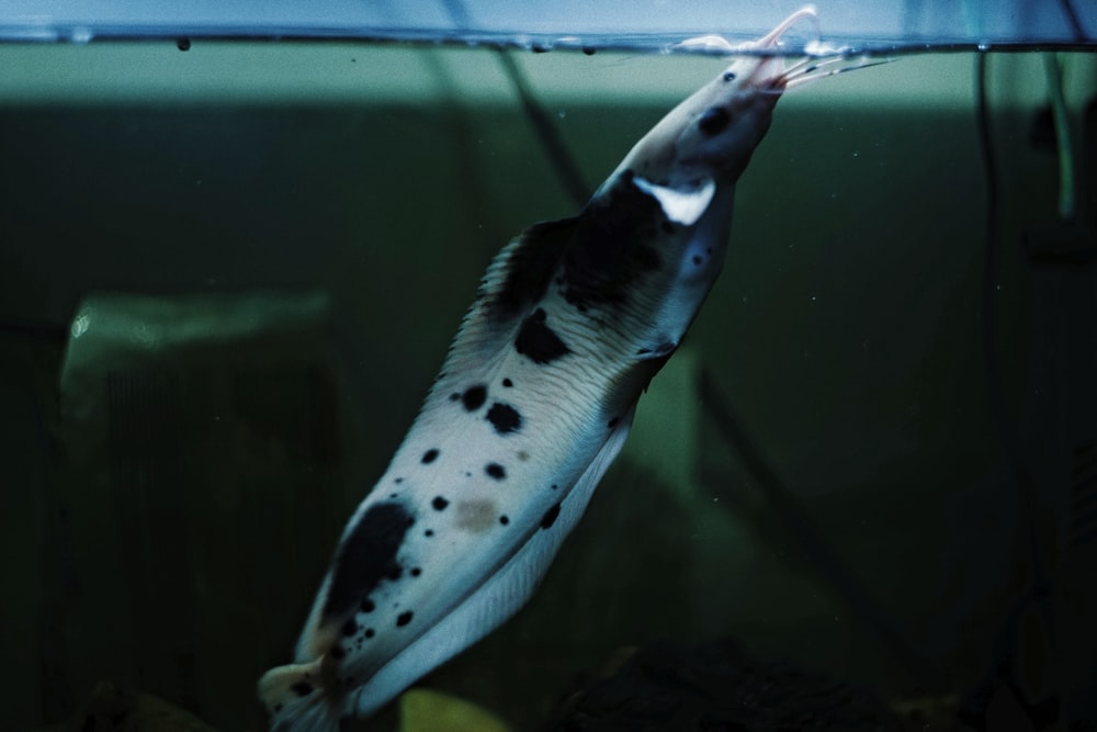 a black and white fish swimming in a tank