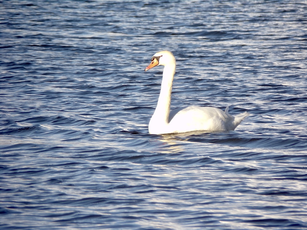 a white swan floating on top of a body of water