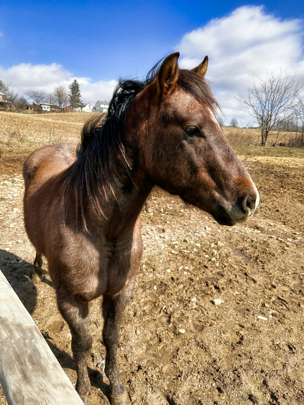 a brown horse standing on top of a dirt field