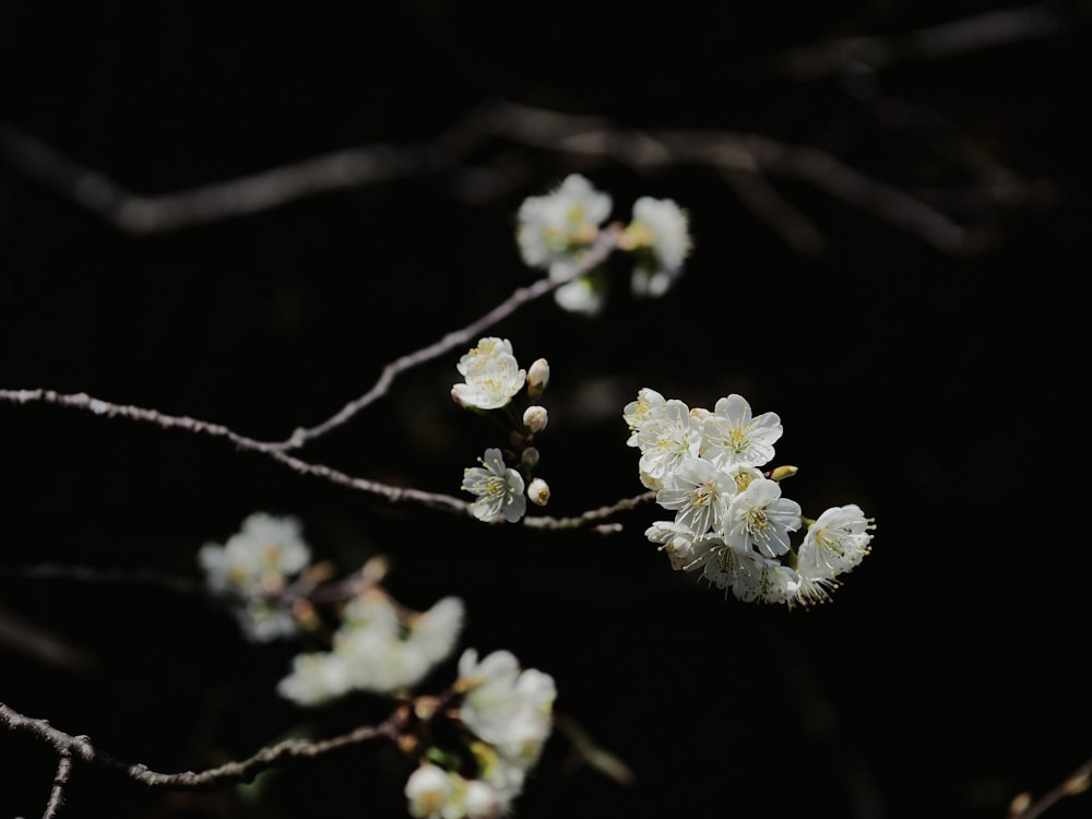 暗闇の中で白い花が咲く枝