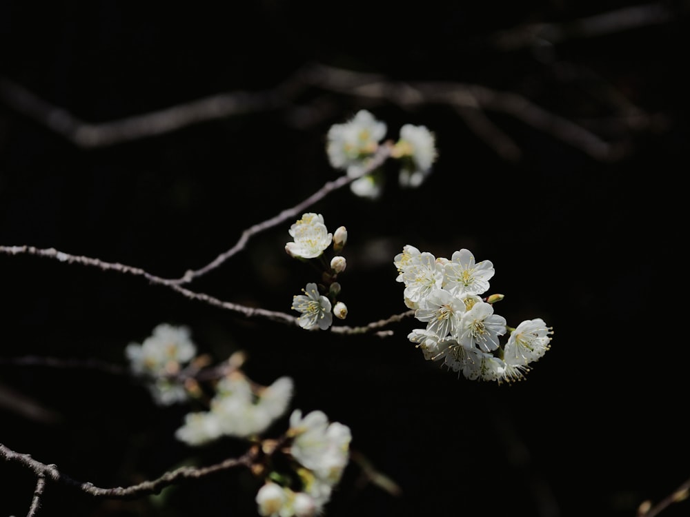 a branch with white flowers in the dark