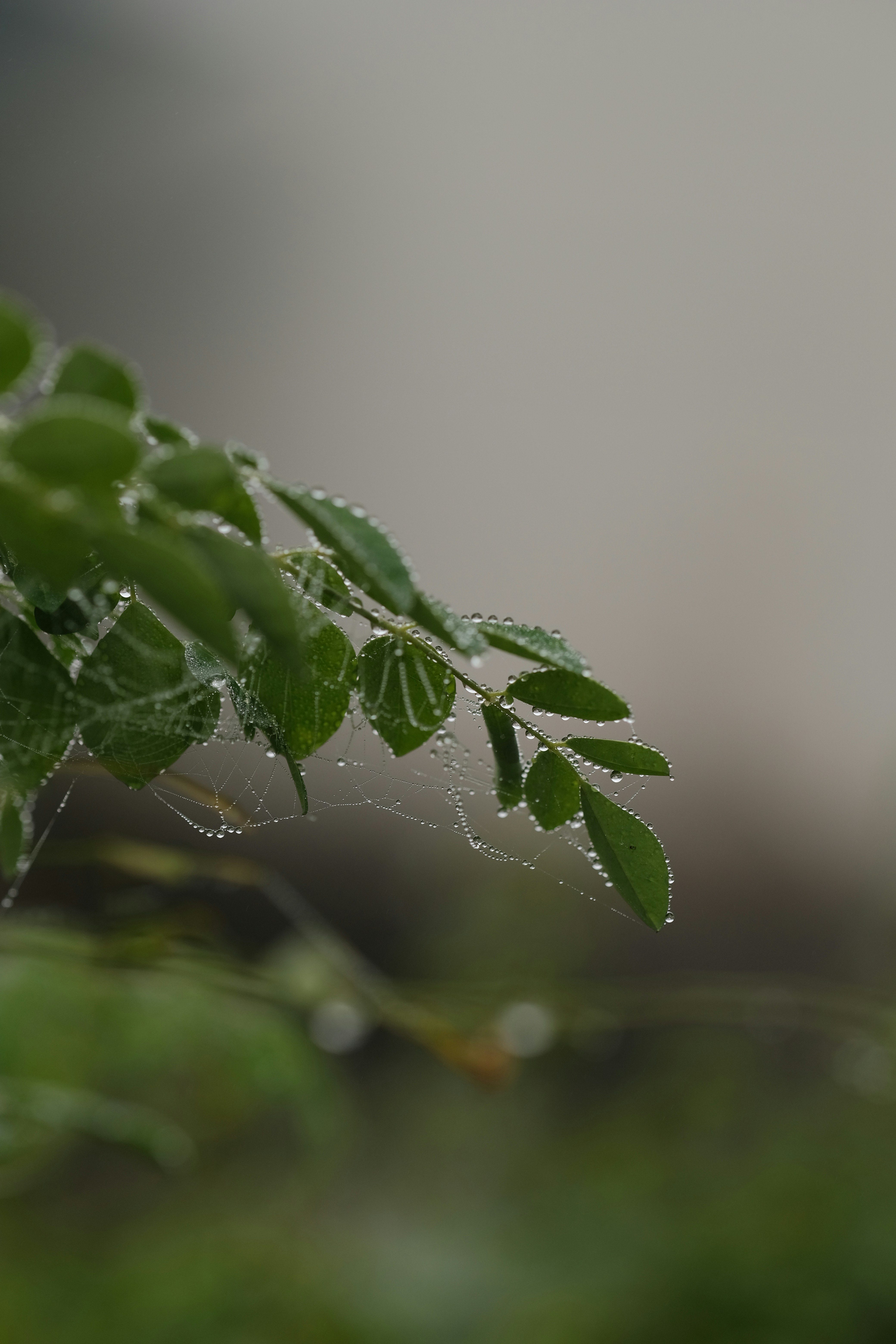 Photo by nguyentrungnguyen