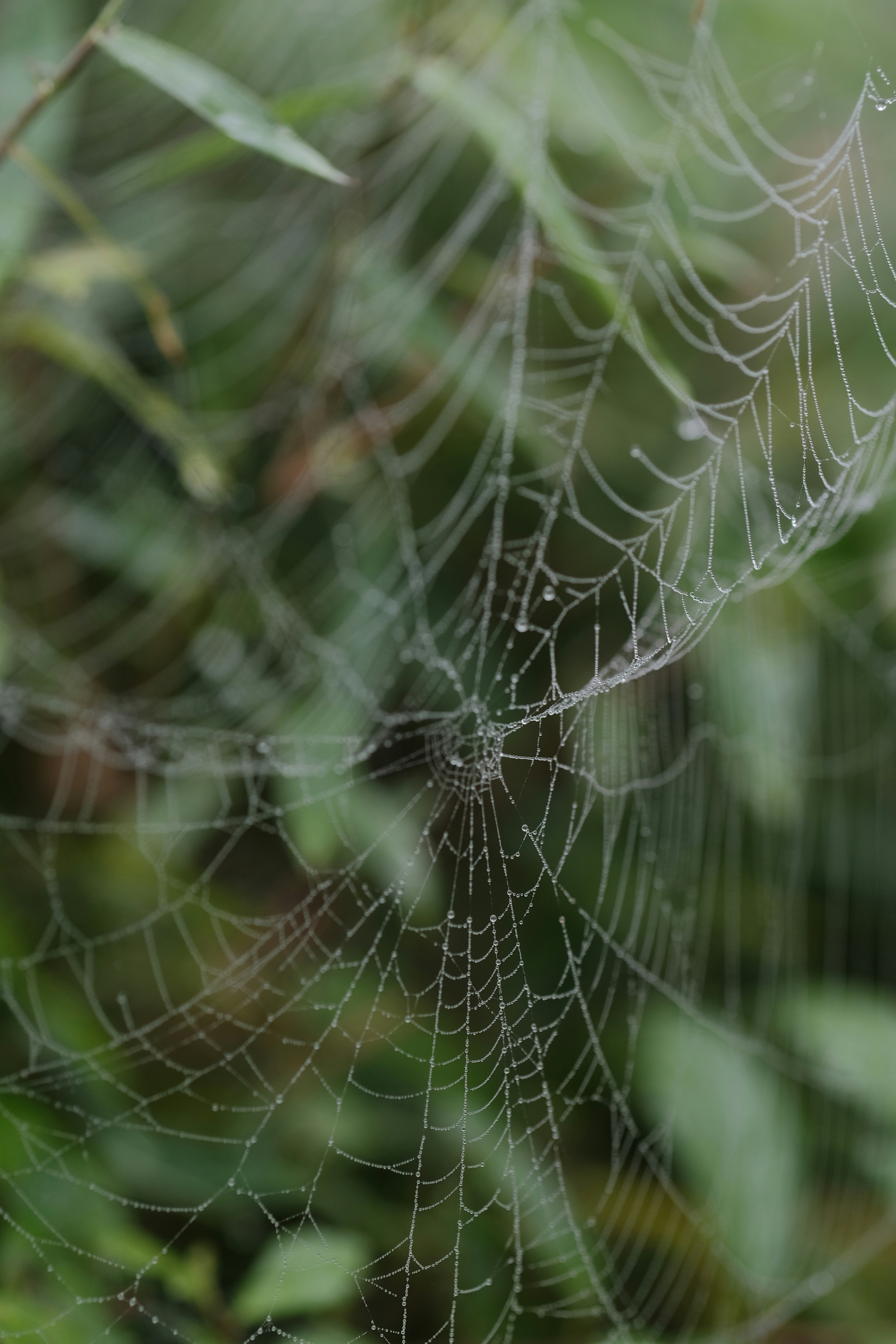 Photo by nguyentrungnguyen