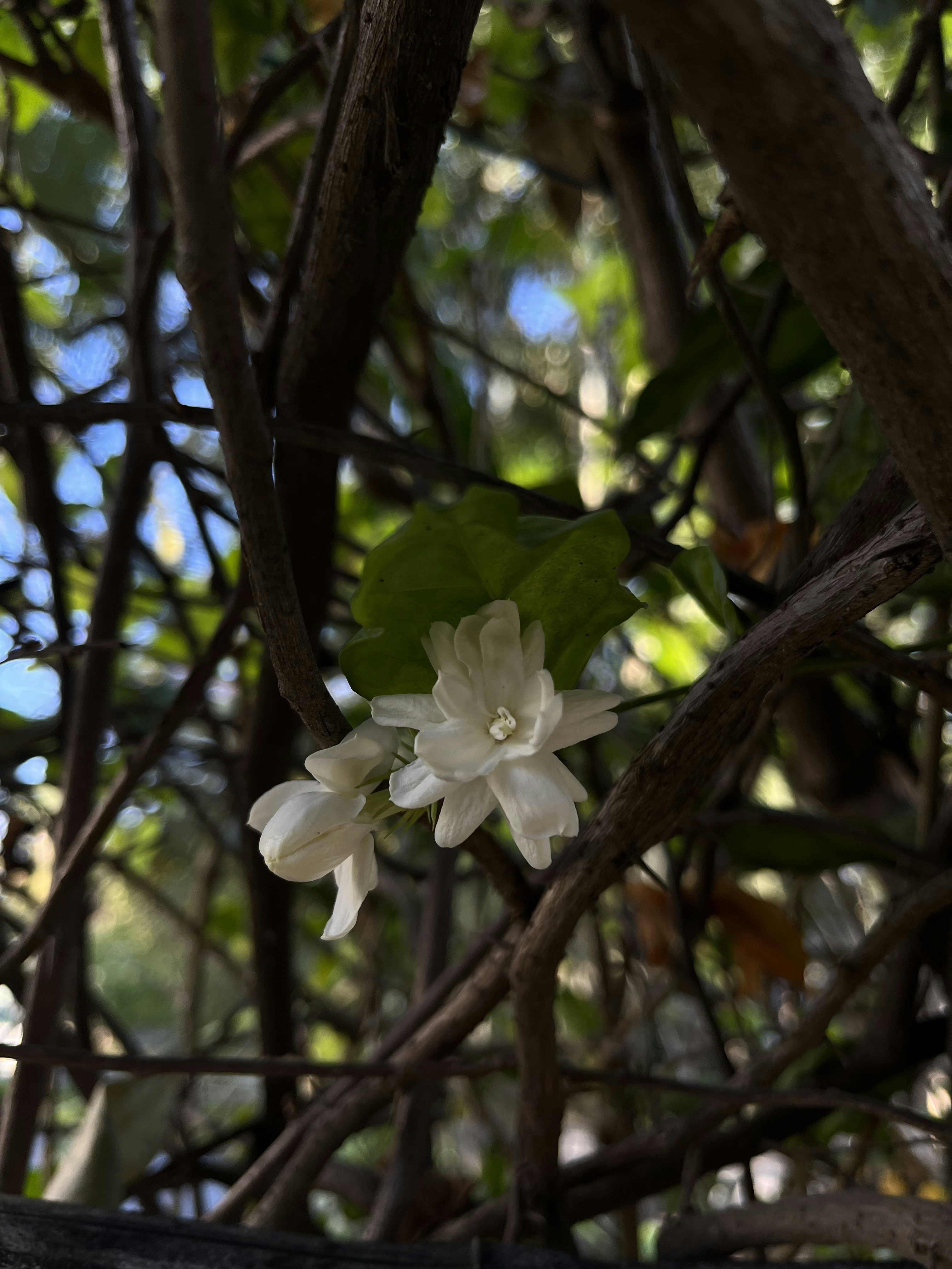 Photo by chethan_wolf